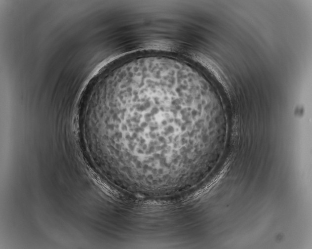 X0000098120923200804181516