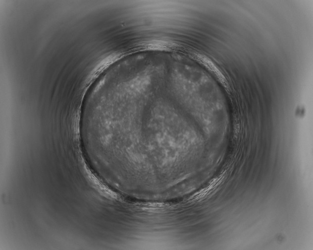 X0000098120938200804181517