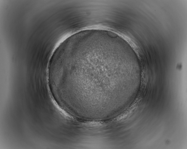 X0000098120998200804181515
