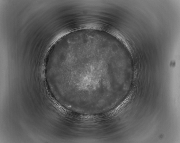 X0000098121019200804181514