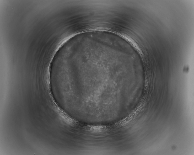X0000098121031200804181515