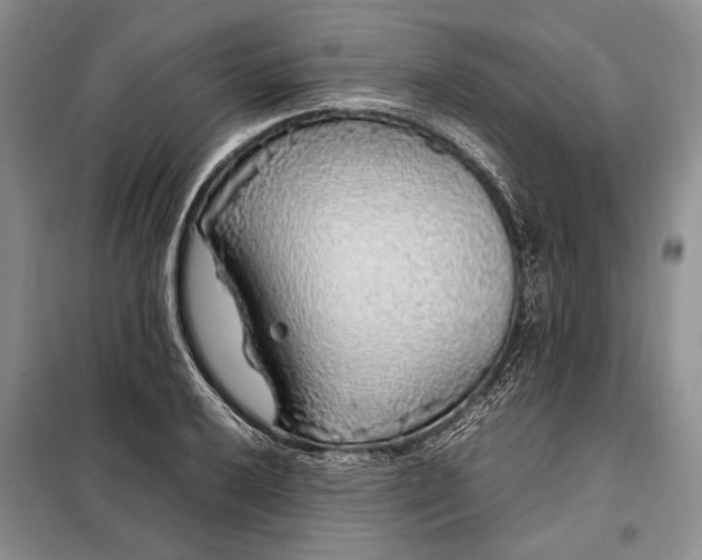 X0000098121032200804181515