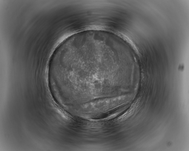 X0000098121035200804181515