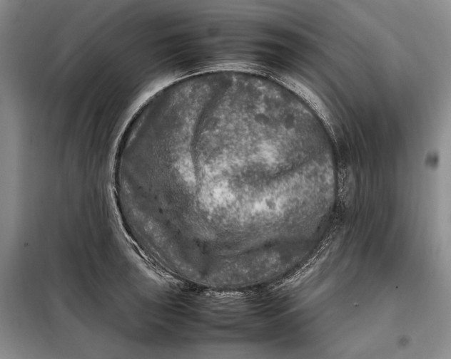 X0000098121043200804181515