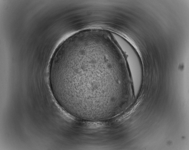 X0000098121045200804181515