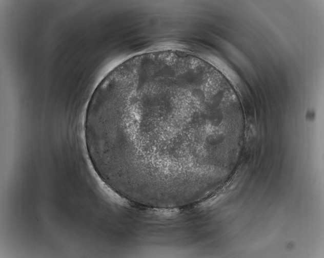 X0000098121055200804181515