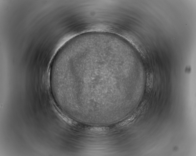 X0000098121078200804181514
