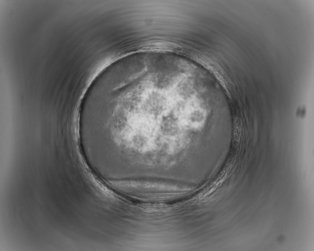 X0000098121083200804181514