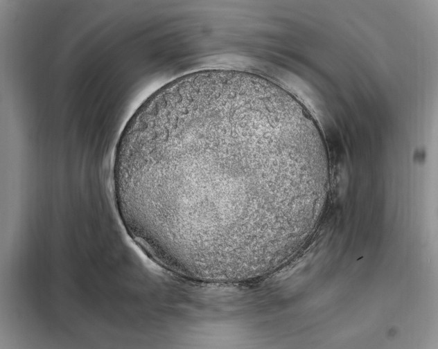 X0000098121103200804181513