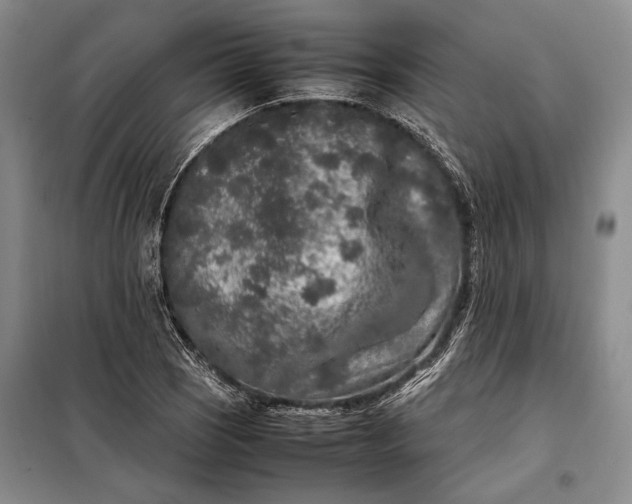 X0000098121121200804181513