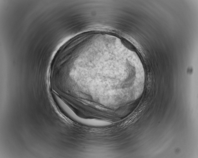 X0000098121128200804181513
