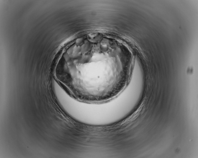 X0000098121210200804181511
