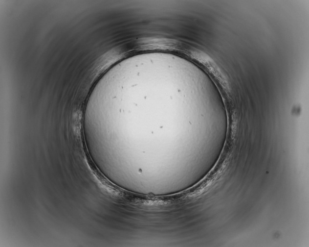 X0000098121233200804181511