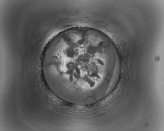 X0000098121263200804181510