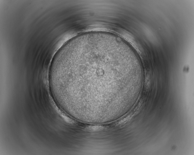 X0000098121282200804181510