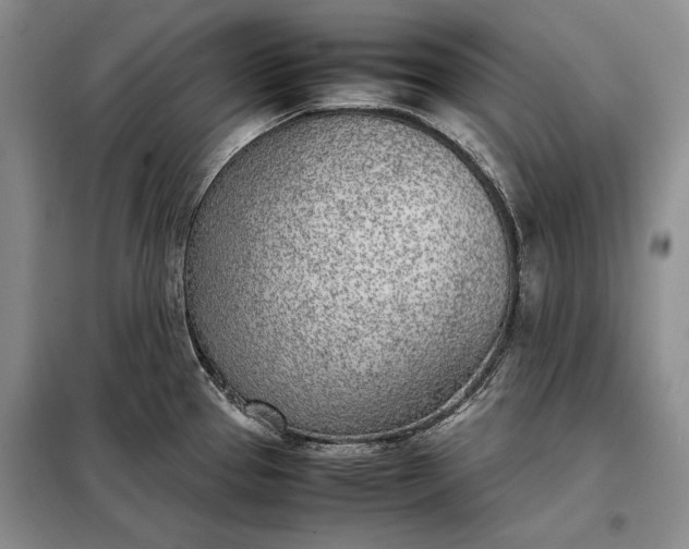 X0000098121337200804181510