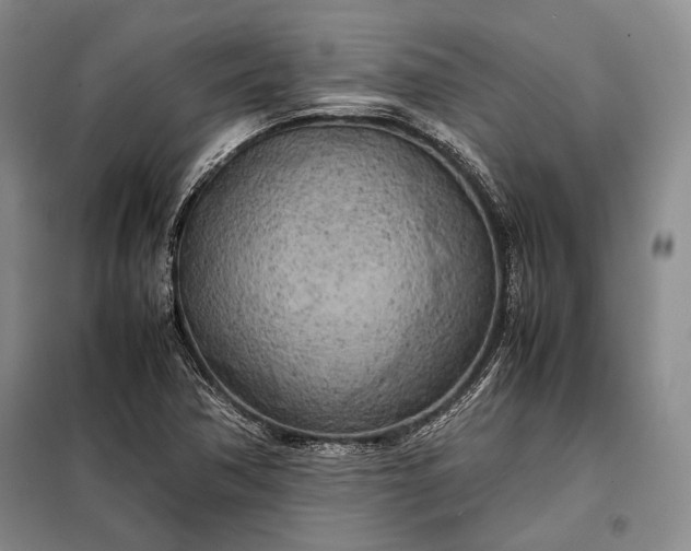 X0000098121362200804181508