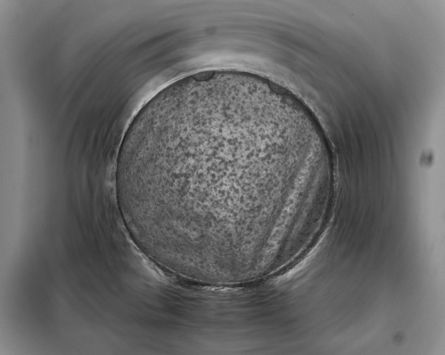 X0000098121529200804181506