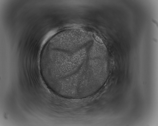 X0000098120006200804251502