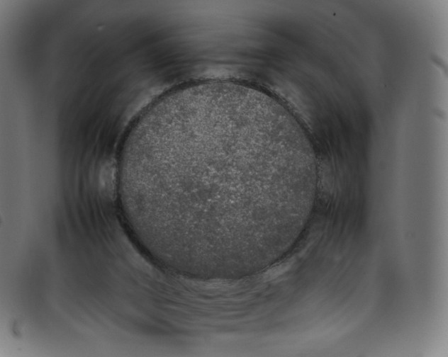 X0000098120016200804251502