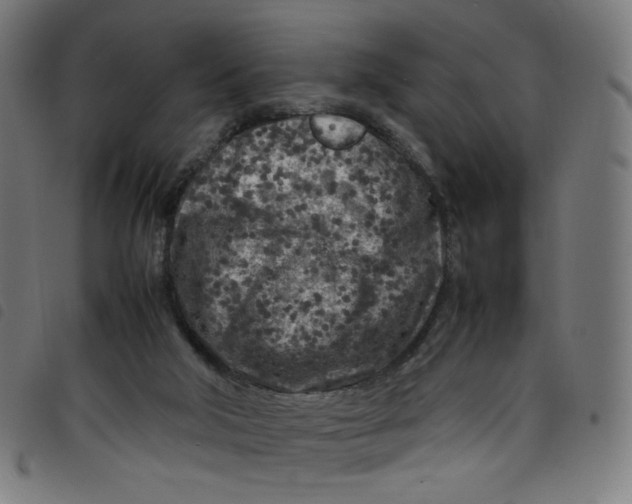 X0000098120018200804251502
