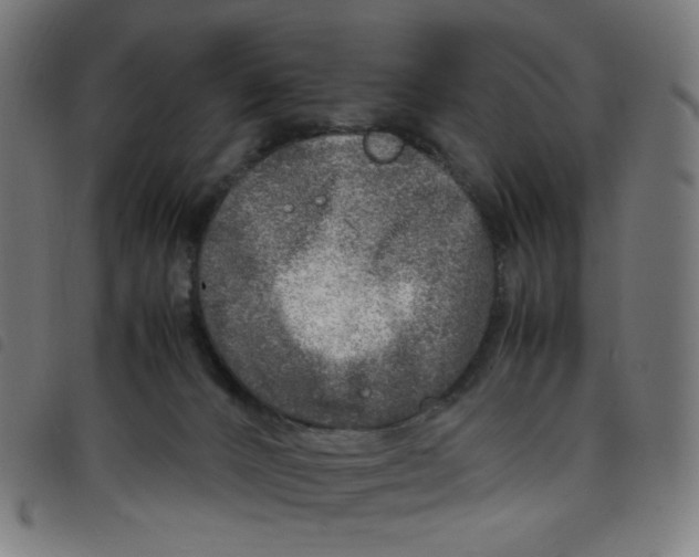 X0000098120032200804251502