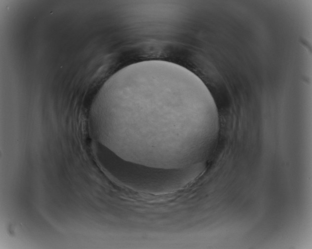 X0000098120035200804251502