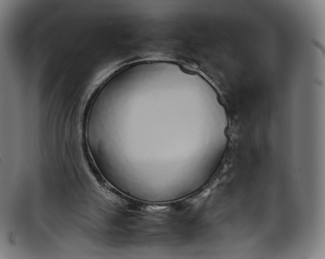X0000098120055200804251501