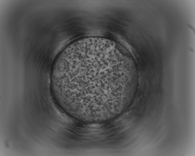 X0000098120059200804251501