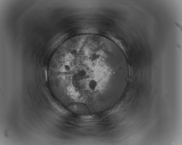 X0000098120061200804251501