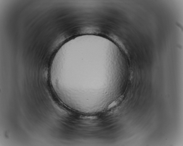 X0000098120063200804251501