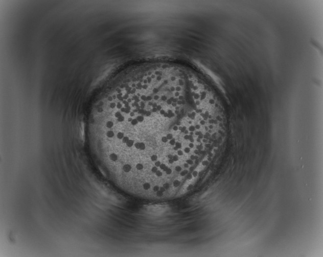 X0000098120067200804251501