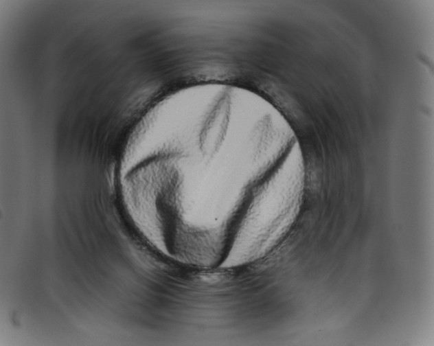 X0000098120070200804251501