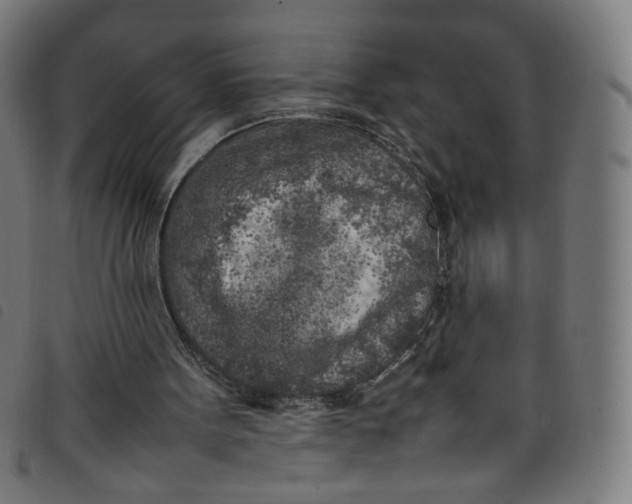 X0000098120099200804251501