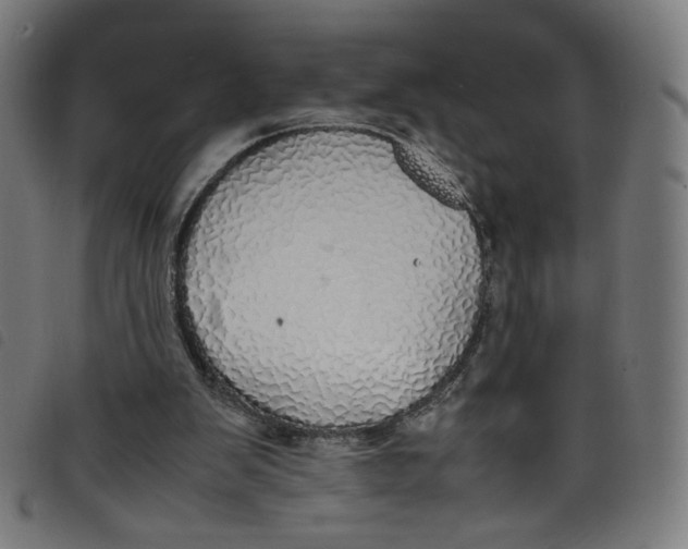 X0000098120103200804251501