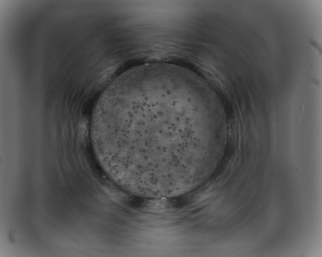 X0000098120127200804251500