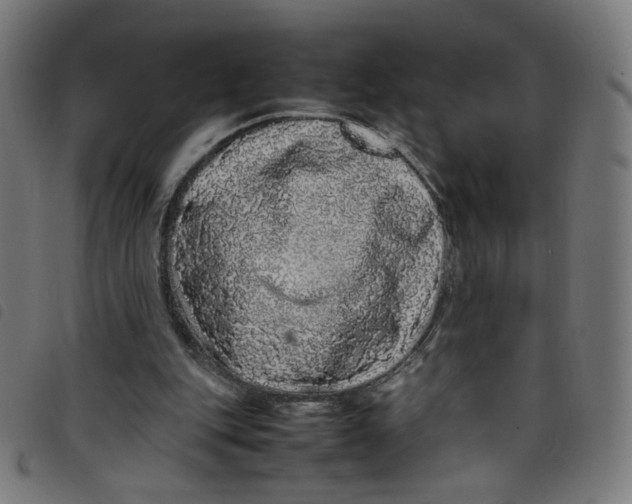 X0000098120151200804251459