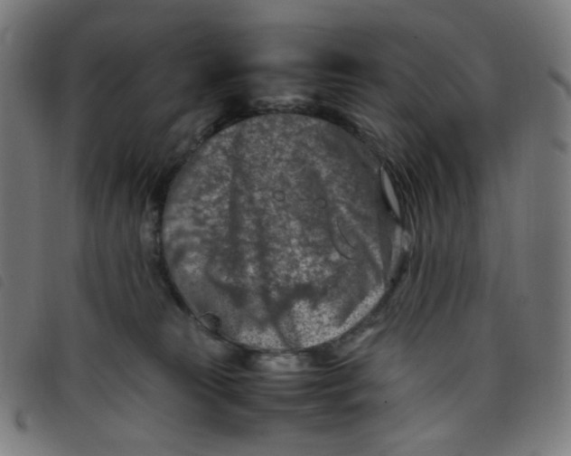 X0000098120181200804251500