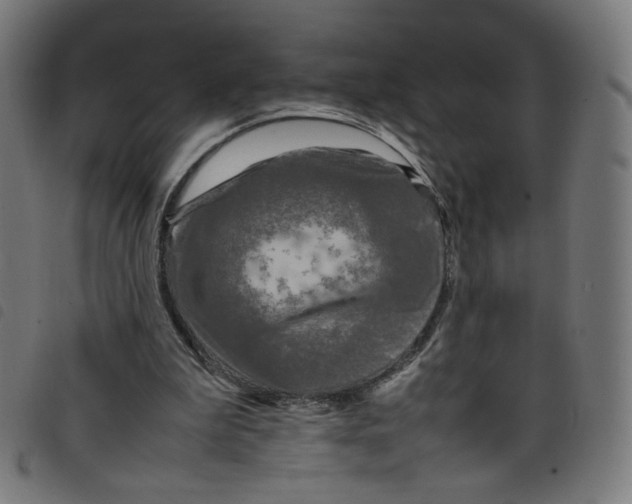 X0000098120199200804251459