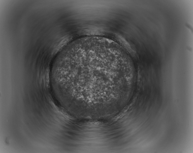 X0000098120202200804251459