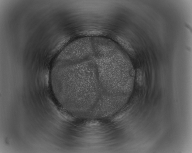 X0000098120206200804251459