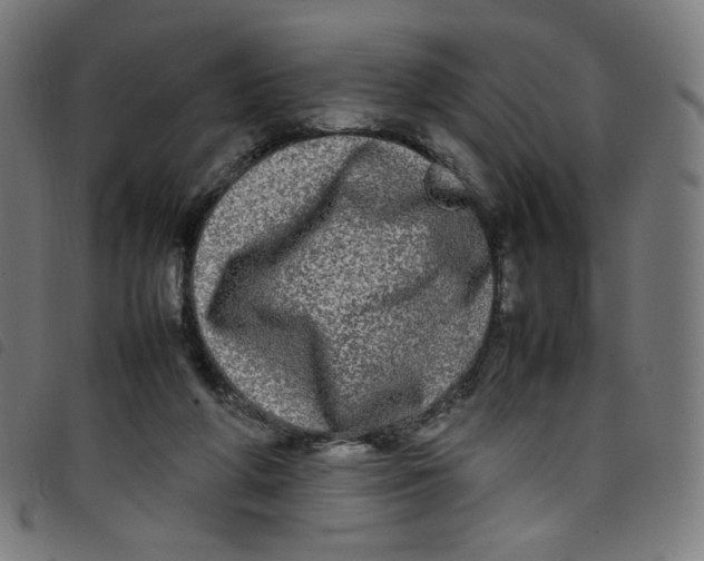 X0000098120210200804251459