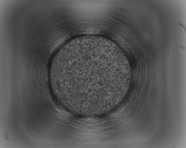 X0000098120303200804251458