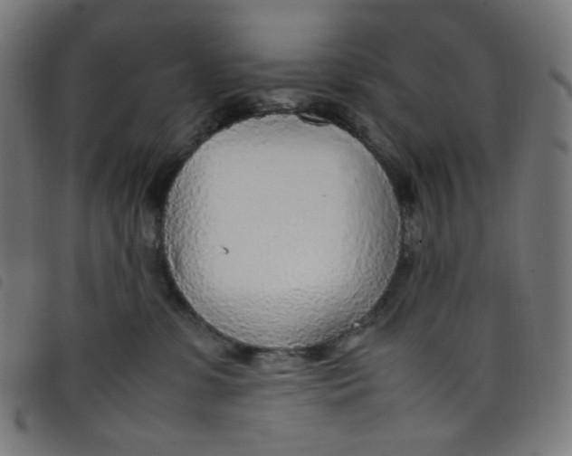 X0000098120331200804251457