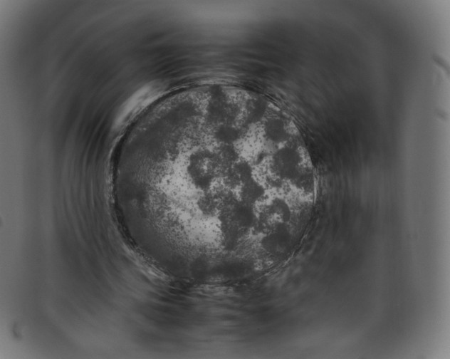 X0000098120339200804251456