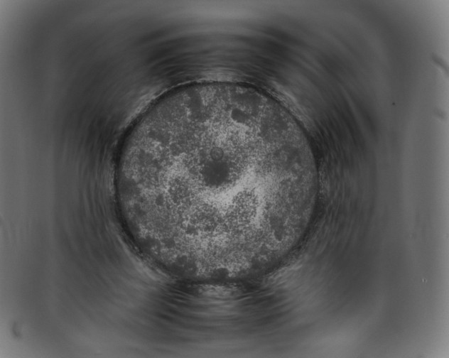 X0000098120347200804251457