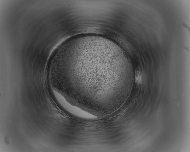 X0000098120388200804251456