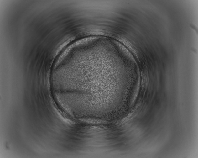 X0000098120390200804251456