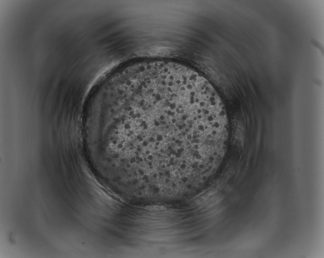 X0000098120392200804251456