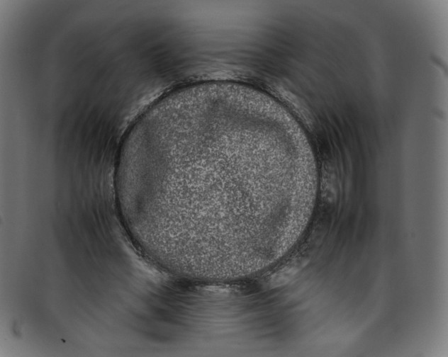 X0000098120394200804251456